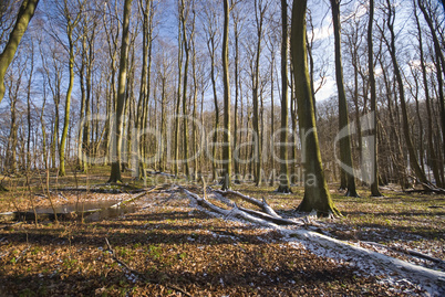 Forest in winter