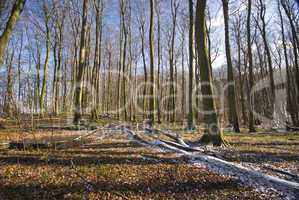 Forest in winter