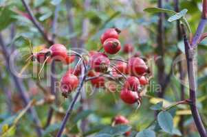 Rose hip