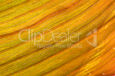 Macro of a leaf