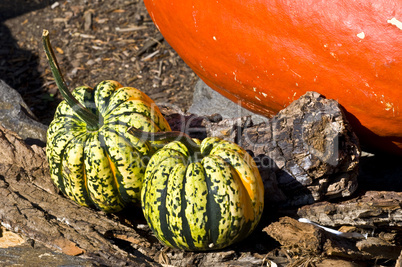 Pumpkins