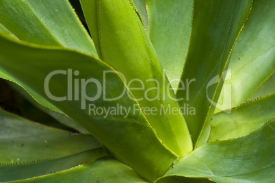 Macro of a leaf