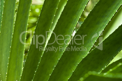 Macro of a leaf