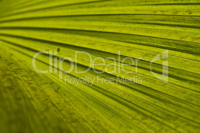 Macro of a leaf