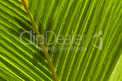 Macro of a leaf