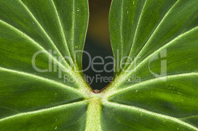 Macro of a leaf