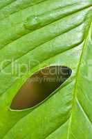 Macro of a leaf