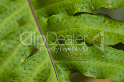 Macro of a leaf