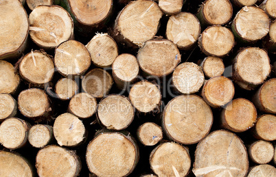 Holz Stapel im Wald