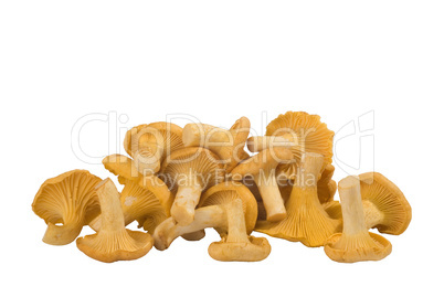 group of chanterelle mushrooms