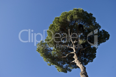 Stone pine