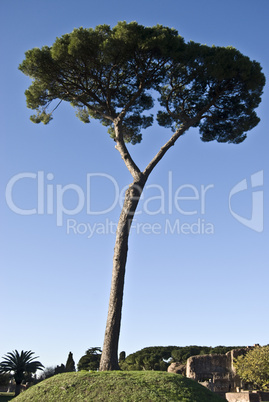 Stone pine