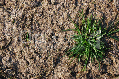 Growing grass