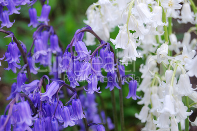 bellflowers