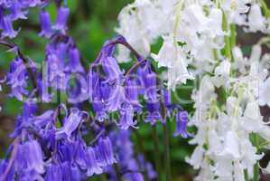 bellflowers