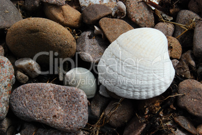 Shells on stones