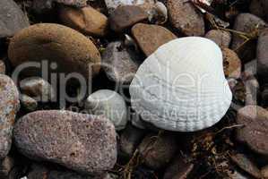 Shells on stones