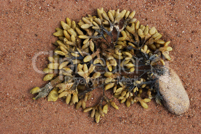 Algae on a beach