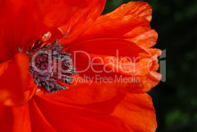 Red poppy