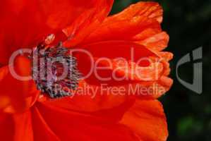 Red poppy