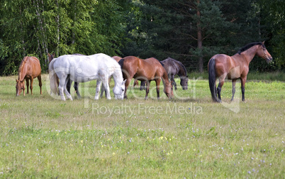 Herd of horses on a meadow