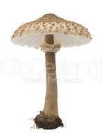 edible mushrooms