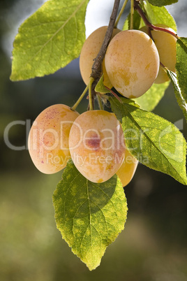 yellow plums on branch