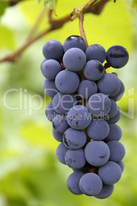 red grapes