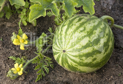 watermelon growing in the field.