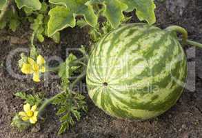 watermelon growing in the field.