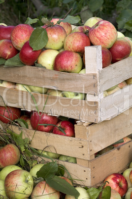 wooden boxes full of ripe apples