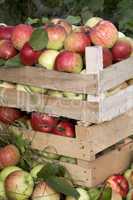 wooden boxes full of ripe apples
