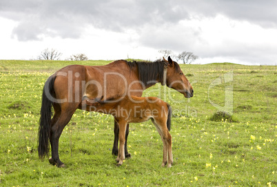 horse and foal drinking milk