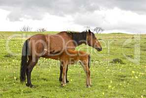 horse and foal drinking milk