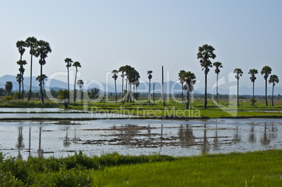 Rice fields