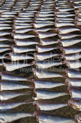 Dry fish