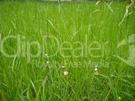 Grass meadow