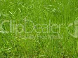 Grass meadow