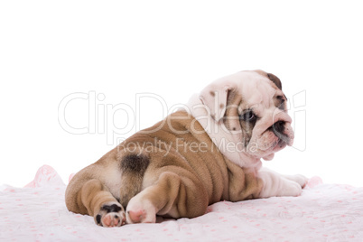 english bulldog