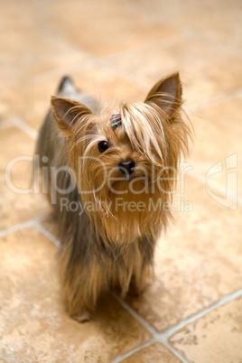 yorkshire terrier