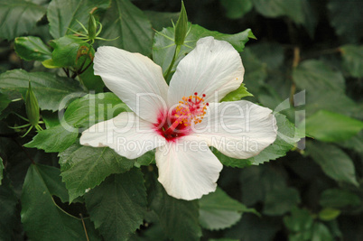 Hibiskus