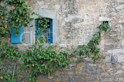 Bewachsenes Fenster auf Kreta