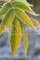 green leaves  with  frost