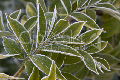 green leaves  with  frost