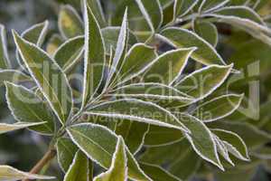 green leaves  with  frost