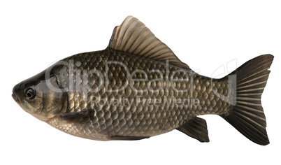 raw fish crucian isolated on the white background