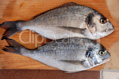 Two gilthead fish