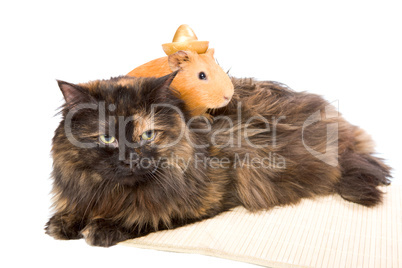 cavy and cat