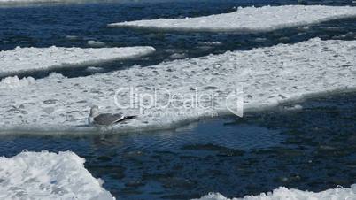 Seagull on ice floes drifting in the sea and flying away