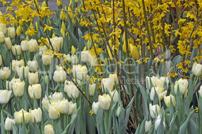 Frühlingsblumen